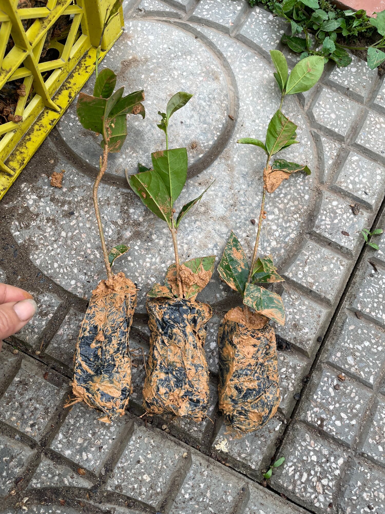 Cây giống mộc hương - Mộc ta