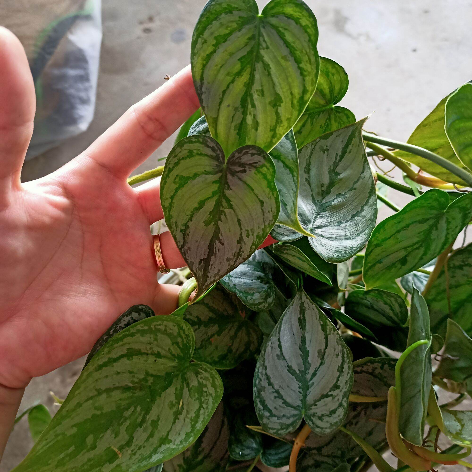 Cây philodendron brandtianum