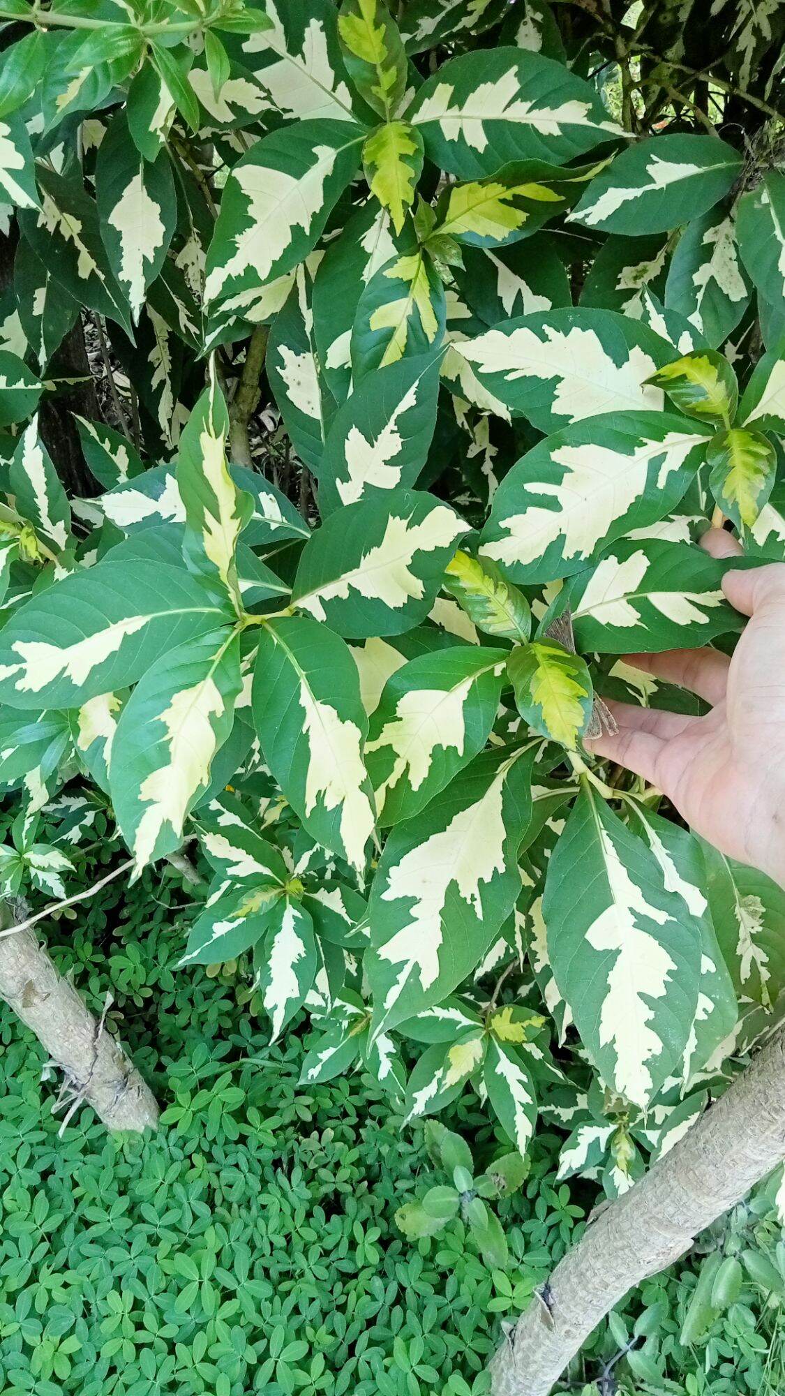 Cây cẩm thạch..🌱🌺 🌺 ảnh thật🌴9k/bầu..shop mới bán mua đơn từ 100k tặng cây giống.