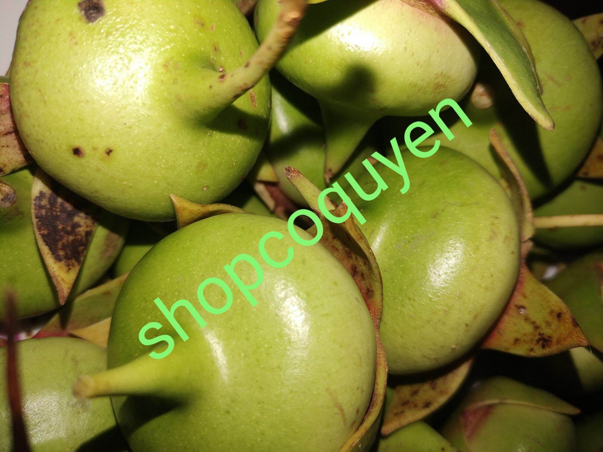 50 hạt giống quả bần chua