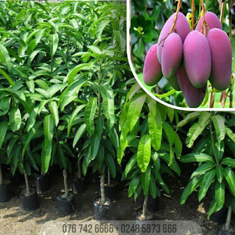 GIỐNG CÂY XOÀI TÍM HẠT LÉP. 