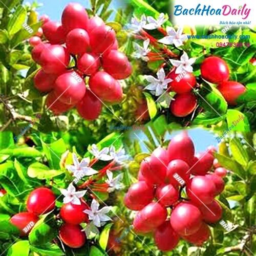Cây giống siro tứ quý