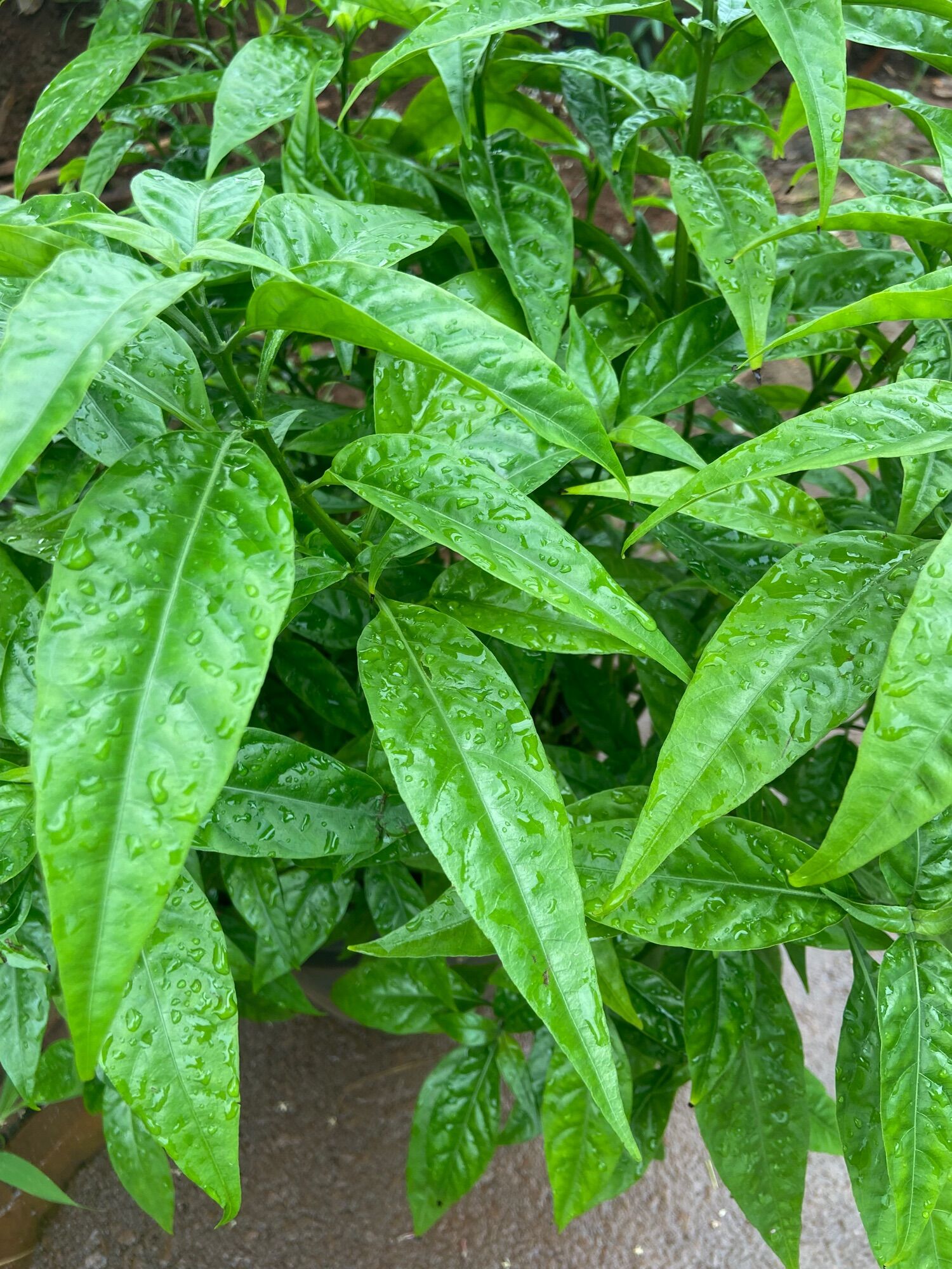 Cây hoàn ngọc trắng