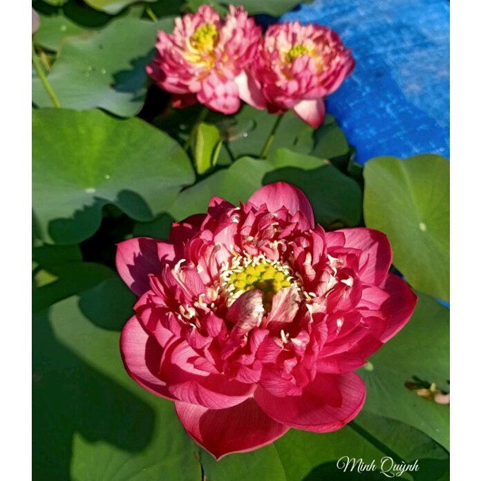 Củ sen Rosy sunshine