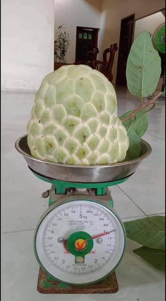 CÂY GIỐNG NA DAI ĐÀ LOAN