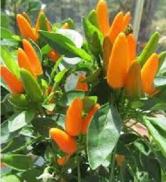 Hạt  Ớt  chili cam giống  chuẩn