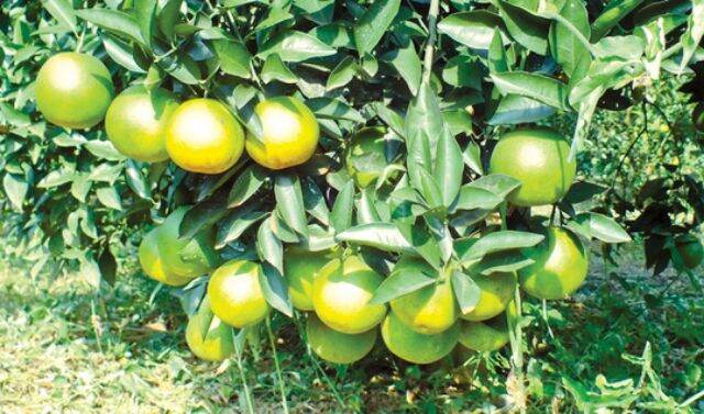 cây cam xoàn cao 80cm. cây đẹp