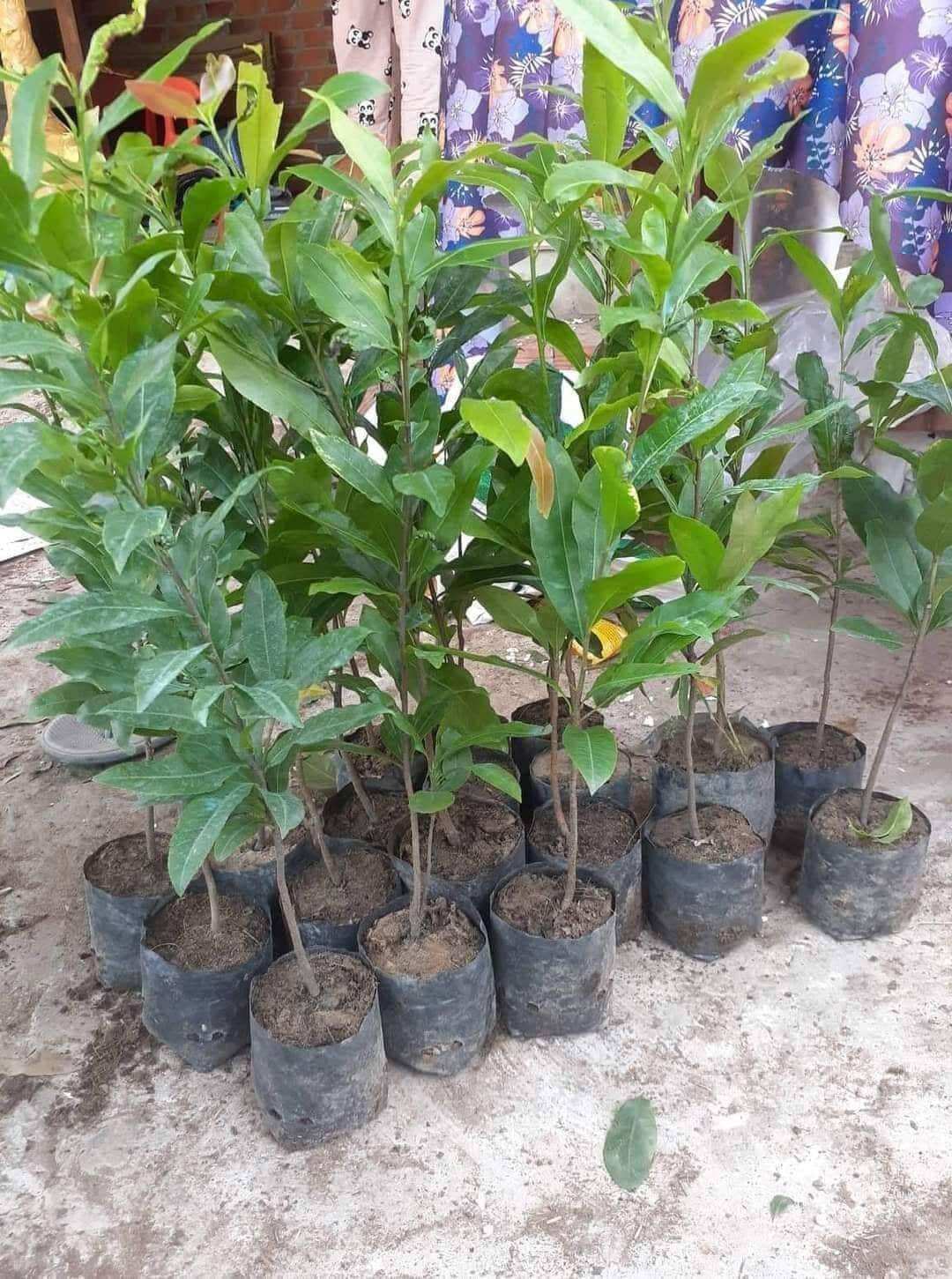 10 Cây Mai con quấn rễ 60cm đến 80cm