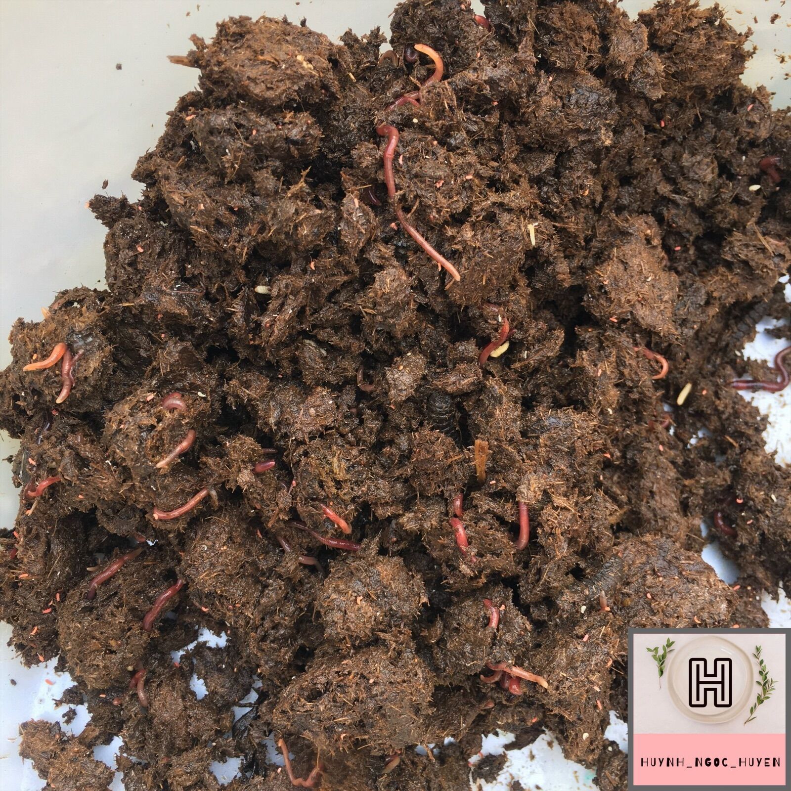5kg Sinh khối giun quế giống(lai)