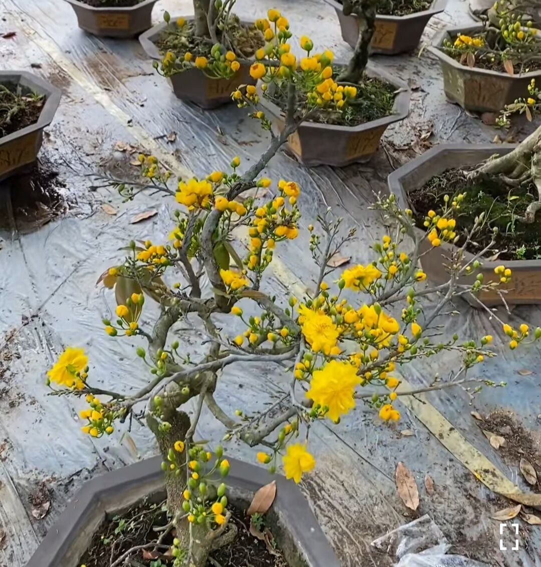 BONSAI MAI ĐẠI LỘC, ĐẾ ĐẸP, (VƯỜN NGHỈ TẾT, MÙNG 8 BÁN LẠI)