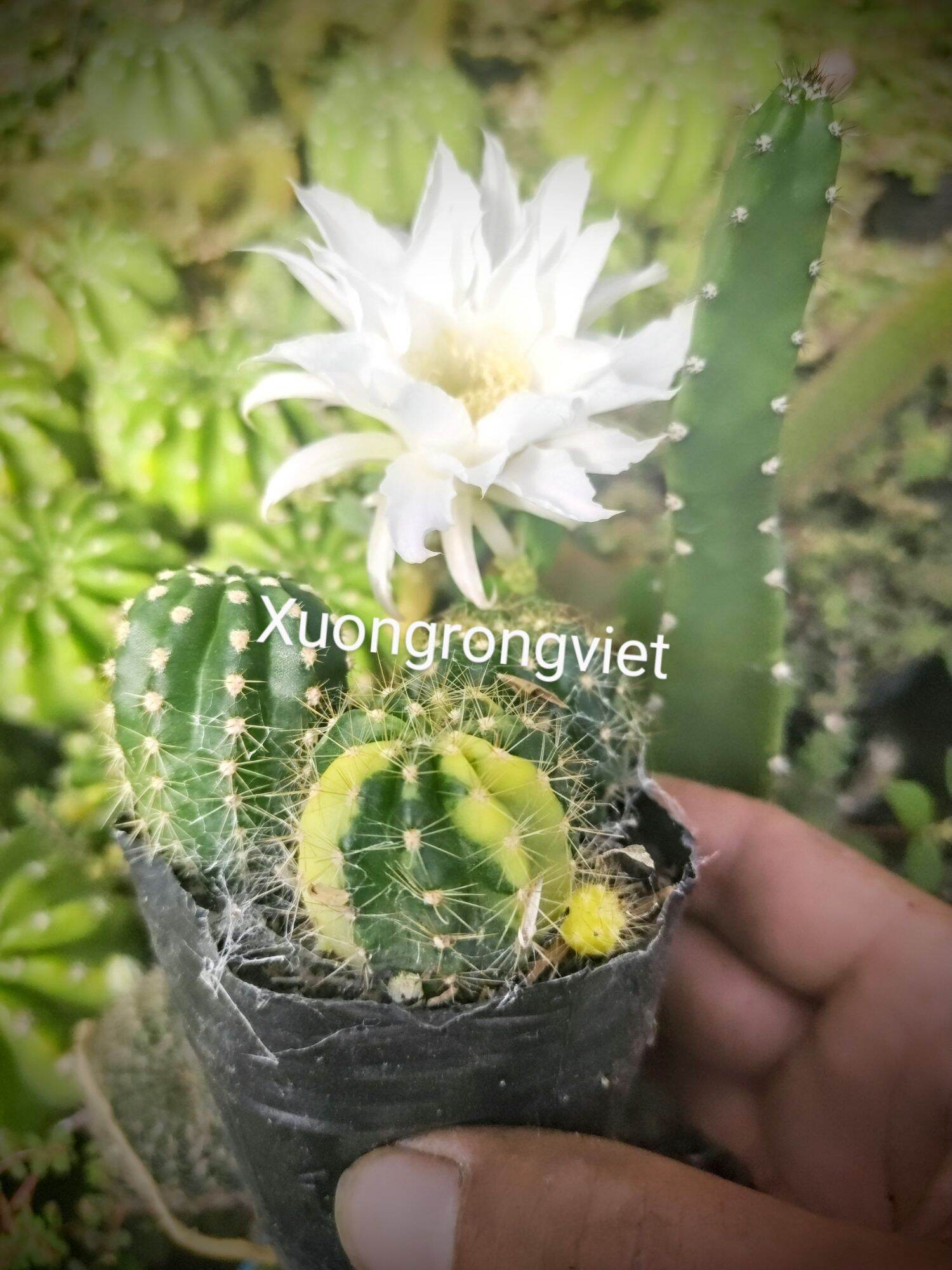 Echi Lem vàng hoa trắng, siêng hoa