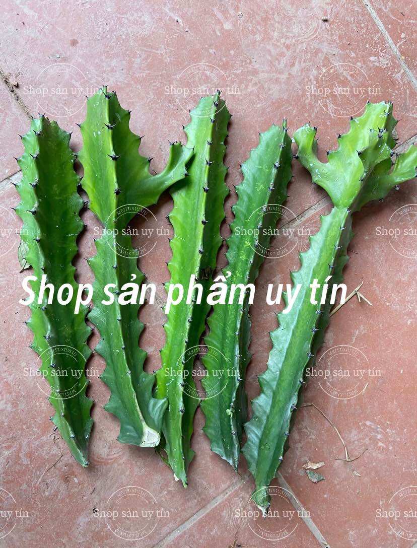 xương rồng  ba cạnh