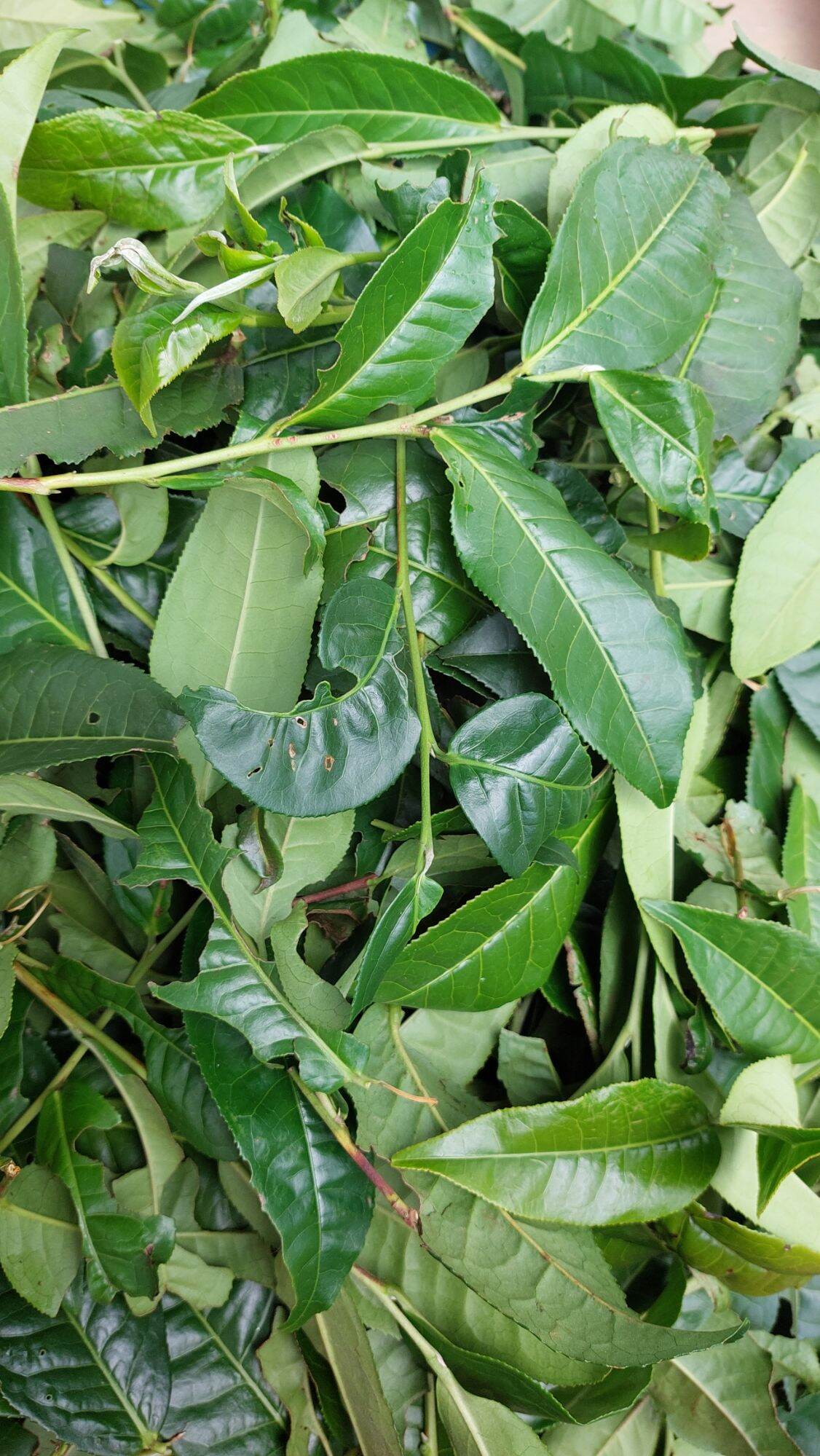 chè tươi lâm đồng 1kg