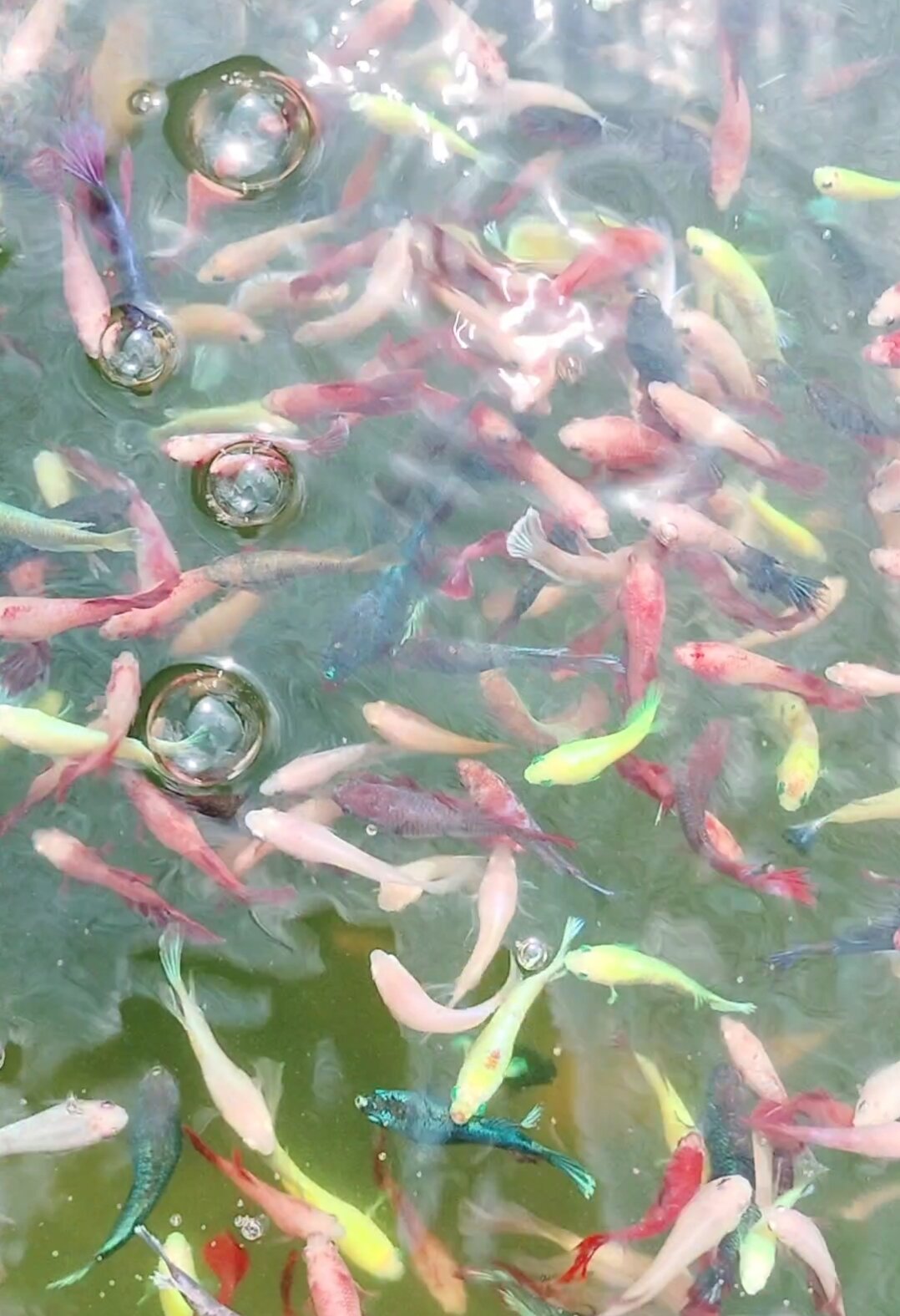 Betta thủy sinh 10 bé trống mái 50k