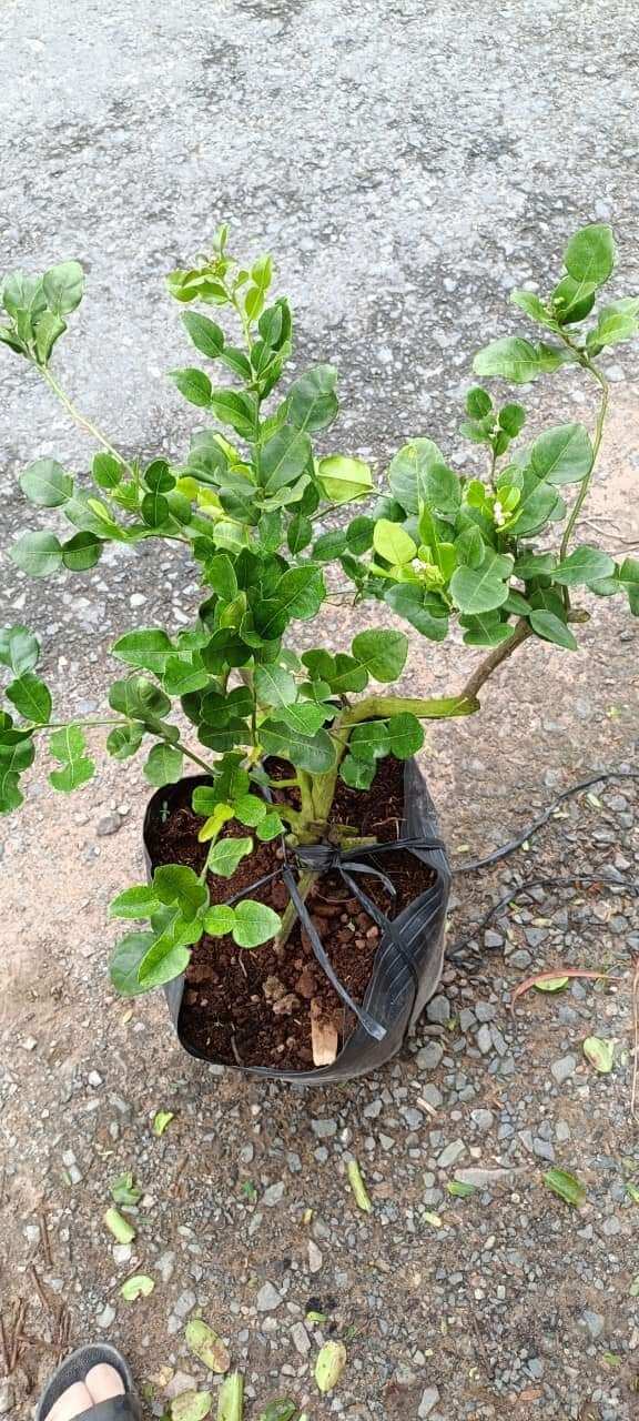 Cây giống chanh thái( chanh chúc lỡ) .