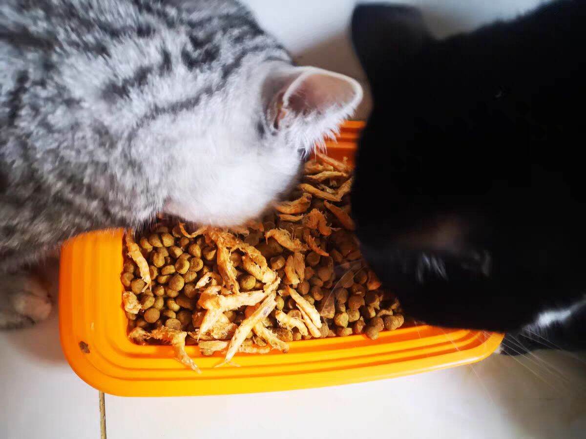 Tôm Sấy Khô Cho Chó Mèo - 50 Gram