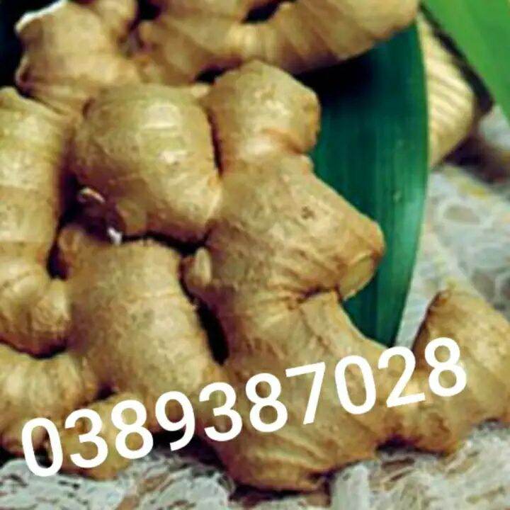 Gừng gió rừng tươi, 1kg