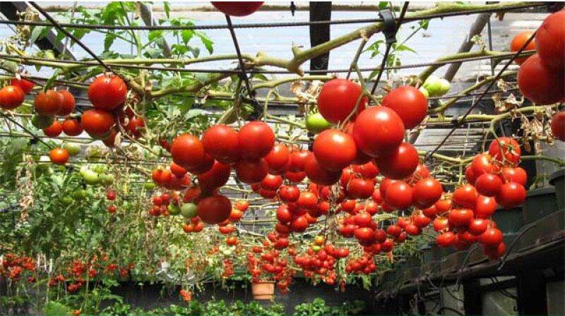 Hạt Giống Cà Chua Bạch Tuộc