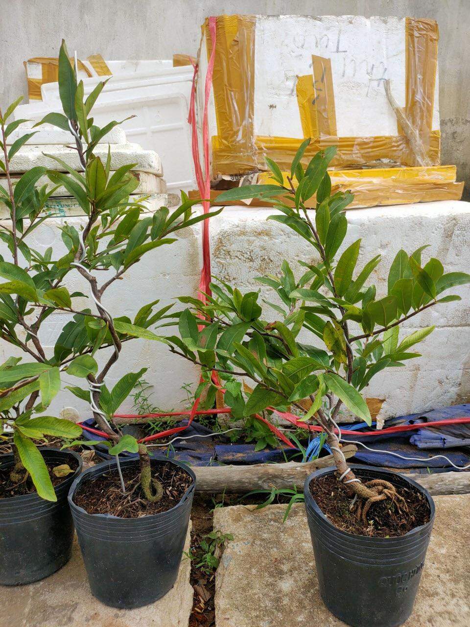 Hoa mai cúc thọ hương cây giống chuẩn