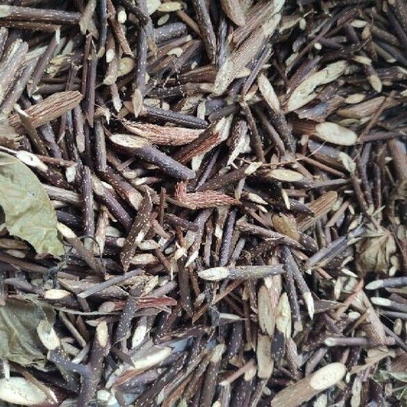 1kg thân cây cách phơi khô cả thân và lá