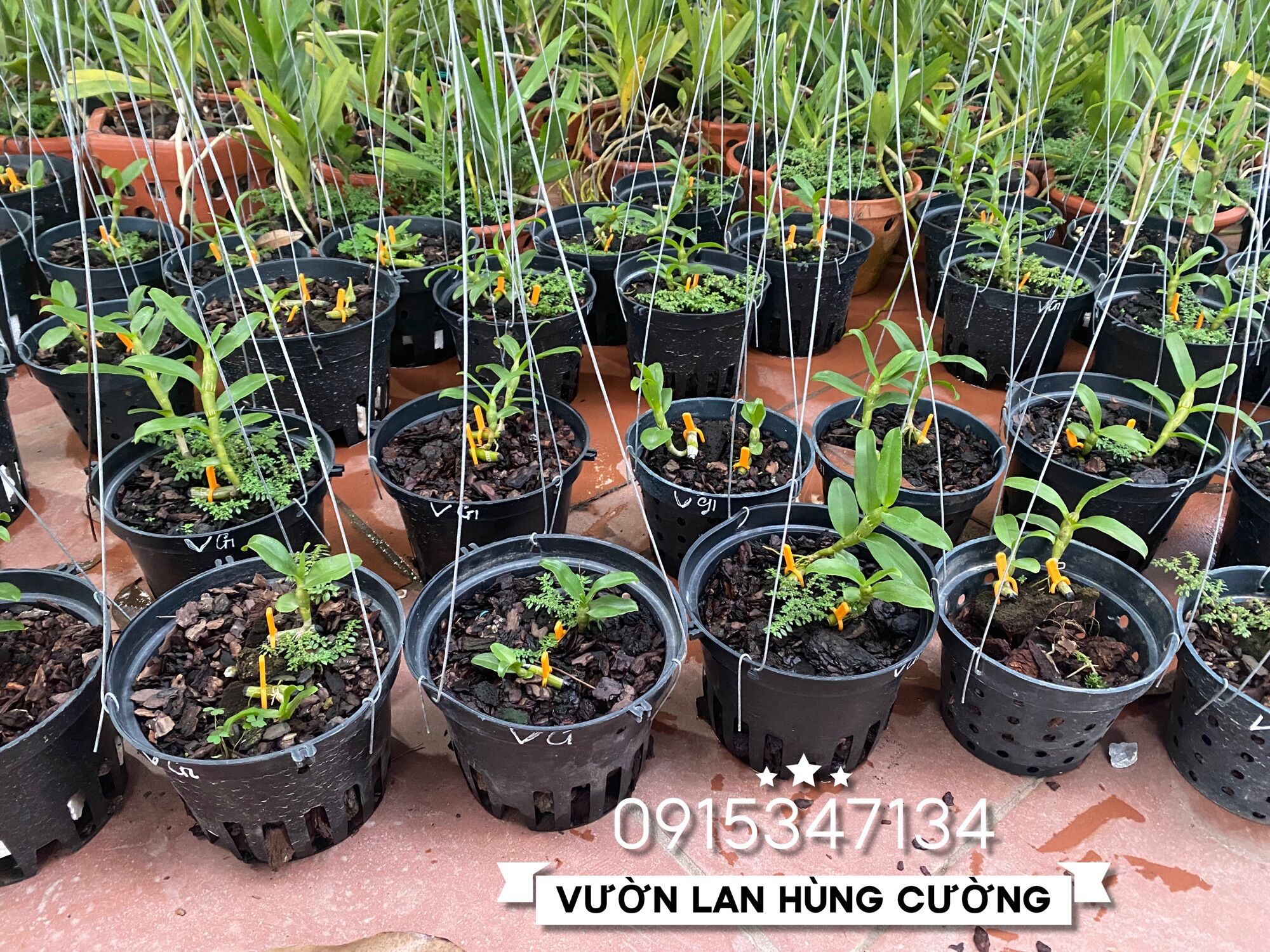 PHI ĐIỆP ÁM CỔ VĂN GIANG CỰC ĐẸP CỰC RẺ