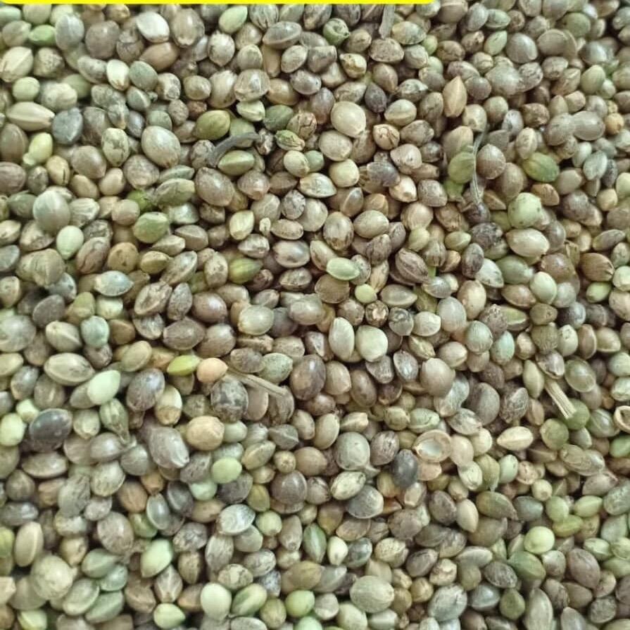 1kg Hạt láng tròn cho chim vẹt , gà đá .