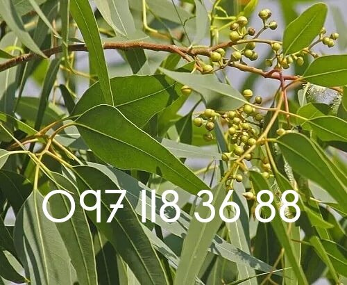 Lá cây bạch đàn khô ,lá bạch đàn khô 01kg lz1