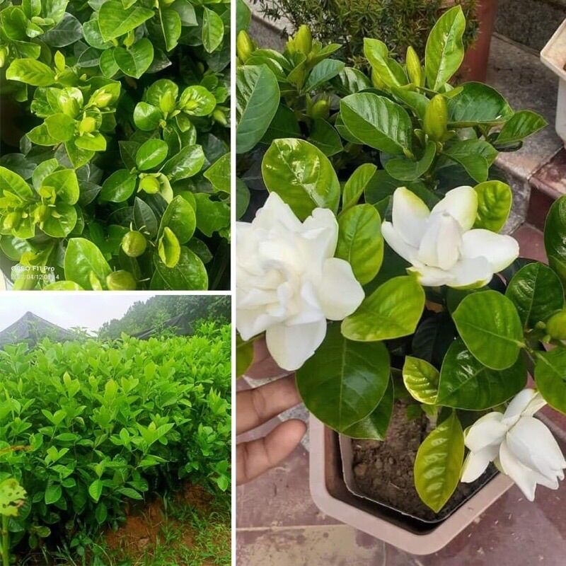 Cây Giống Bạch Thiên Hương(1 cây)