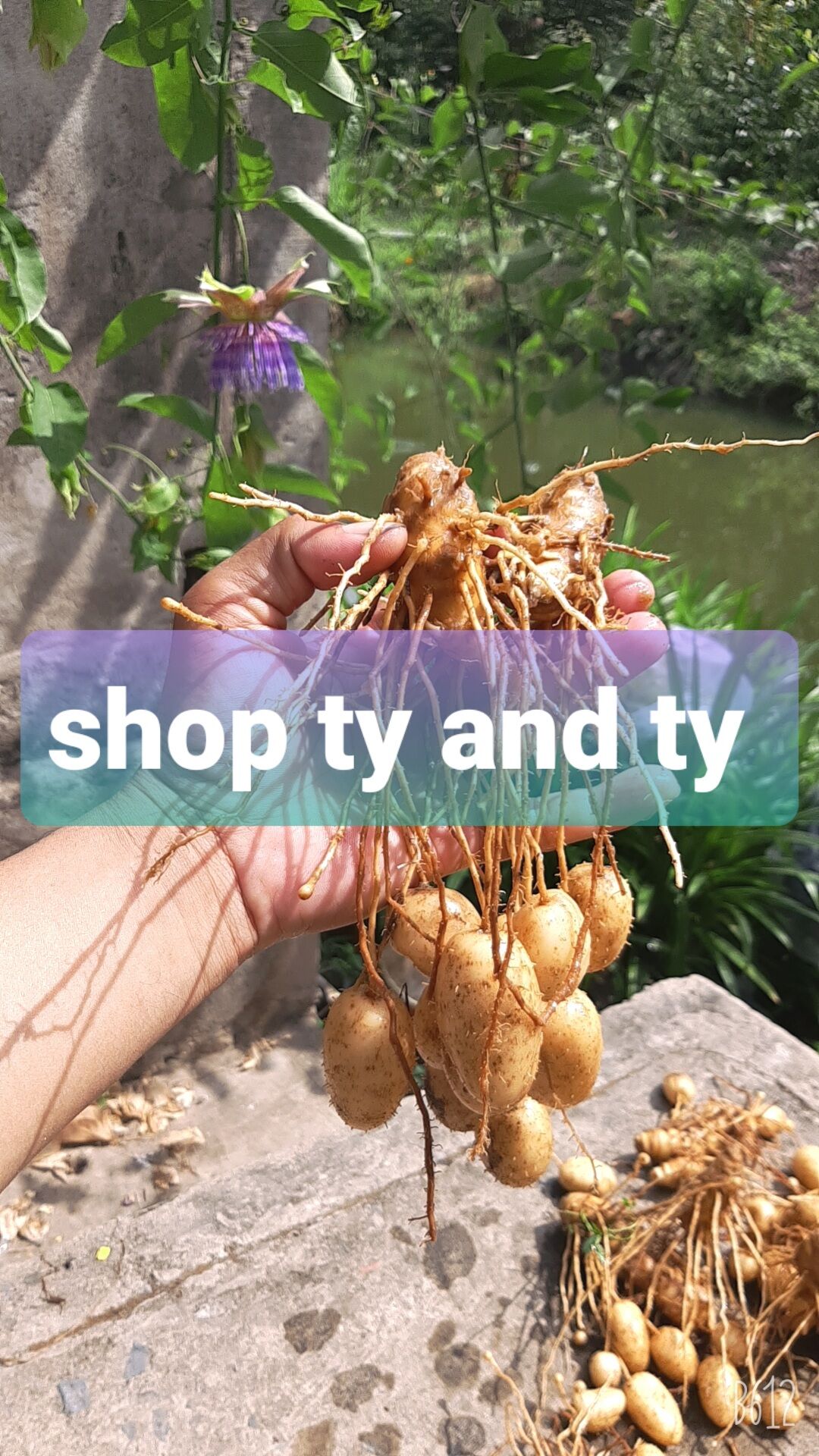 củ lùn giống 15 củ tặng kèm củ ăn