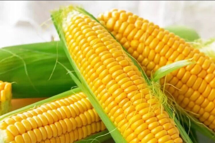 Bắp mỹ vàng tươi ngọt ngây 4kg