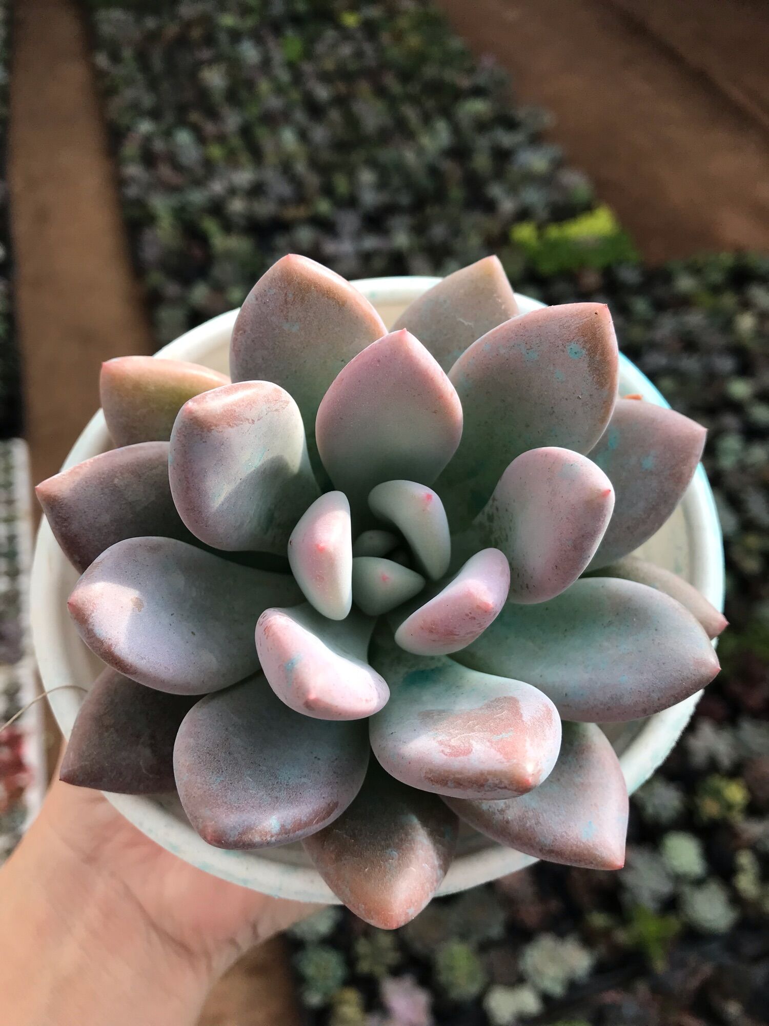 Sen đá sỏi hồng dài cute size trung
