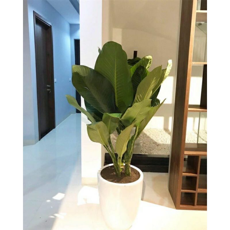 Cây đại Phú gia