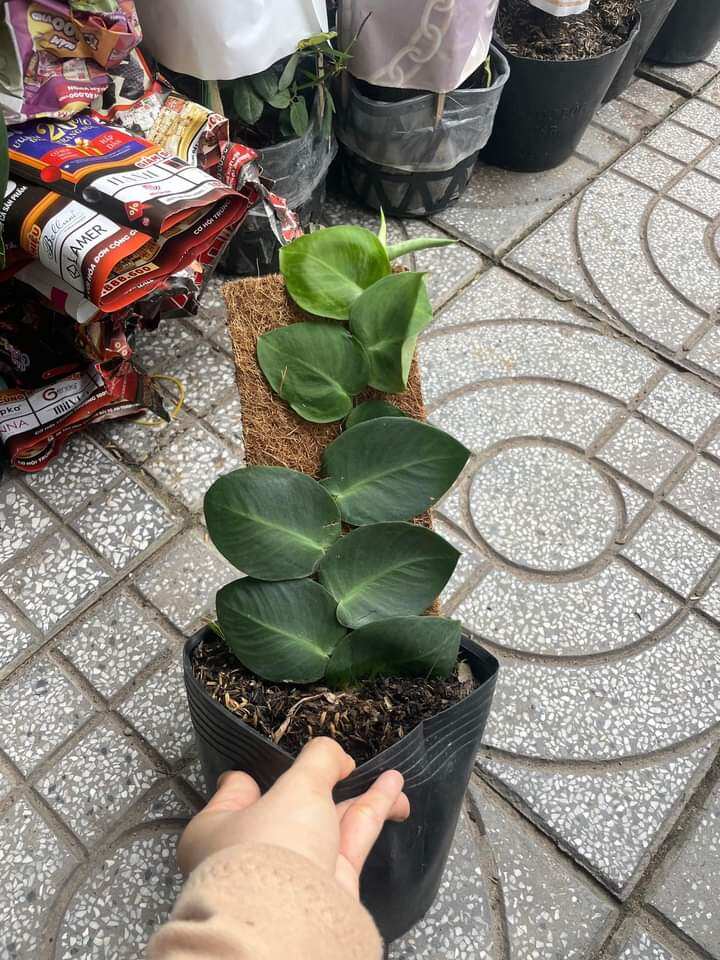 Cây dây leo tường kắt Kè