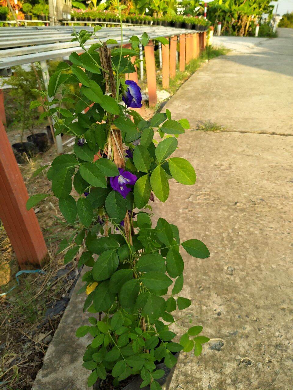 cây đậu biếc( cây hoa kép, cây đang hoa)- cây kiểng làng hoa sa đéc