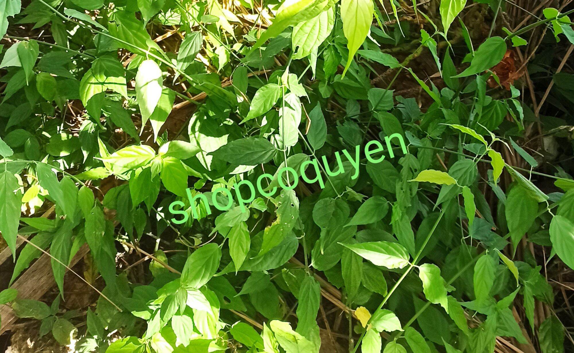 cây giống bìm bịp xương khỉ