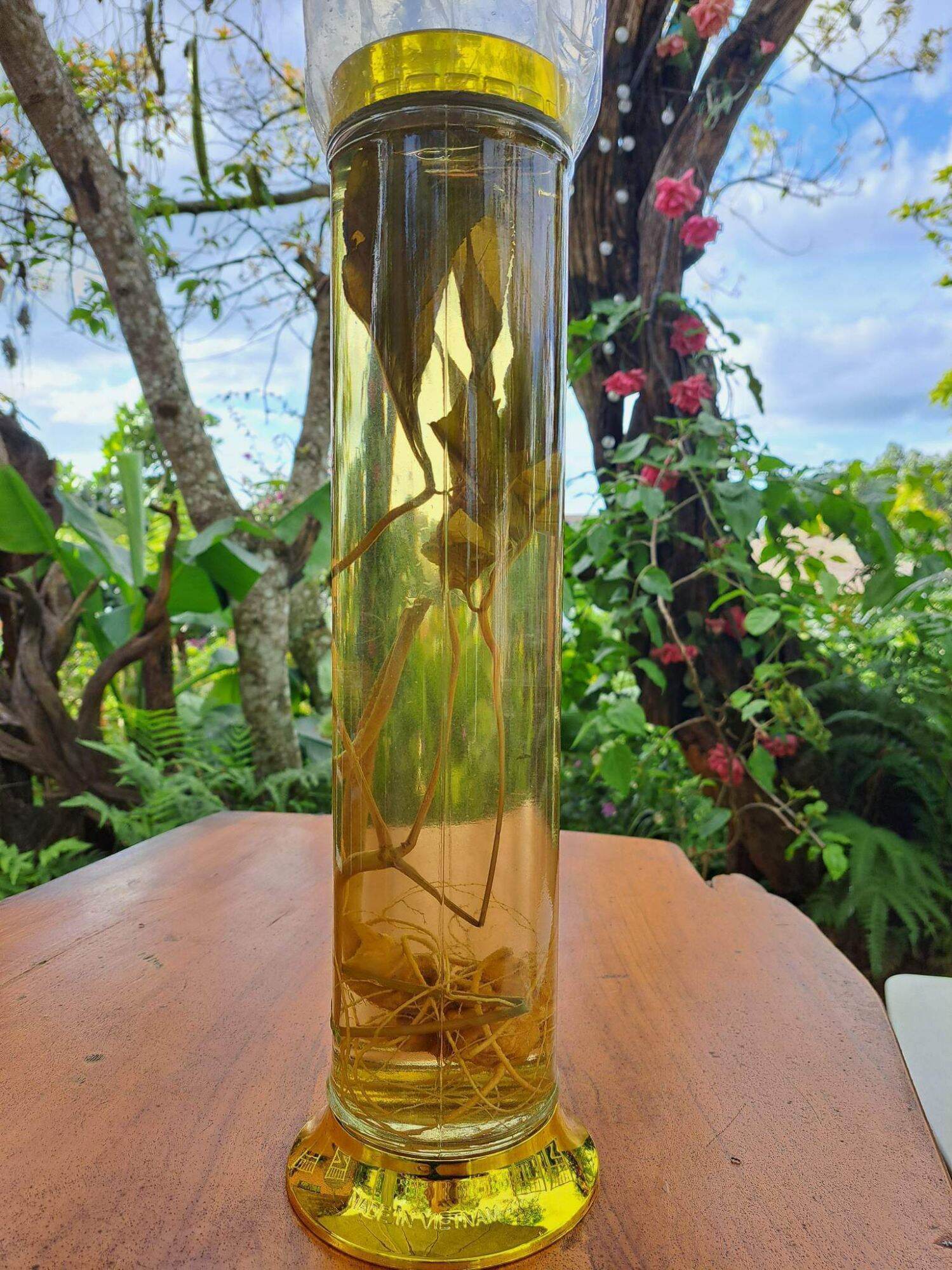 rượu sâm ngọc linh bình 1,8 lít