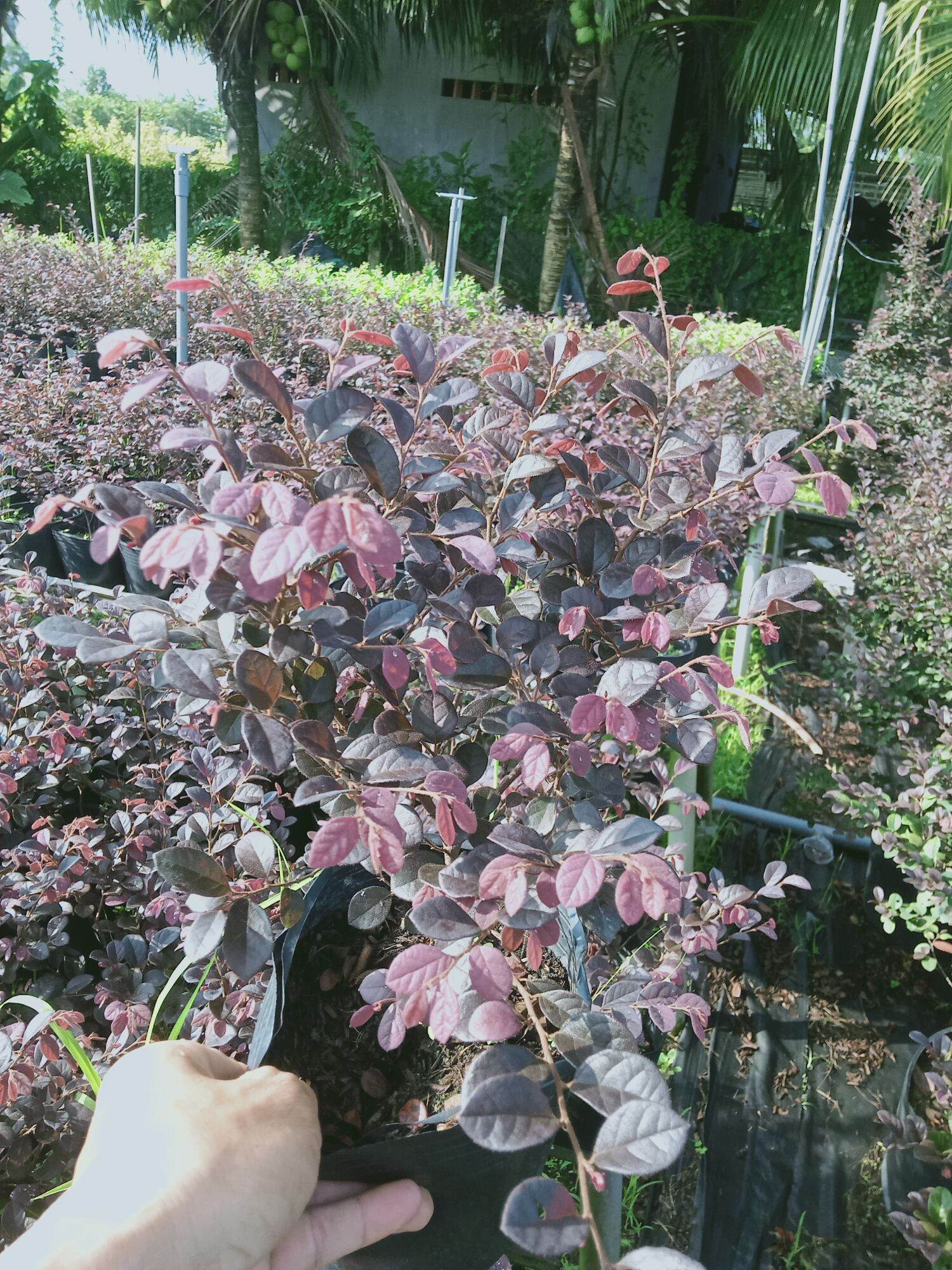 Cây Hồng phụng