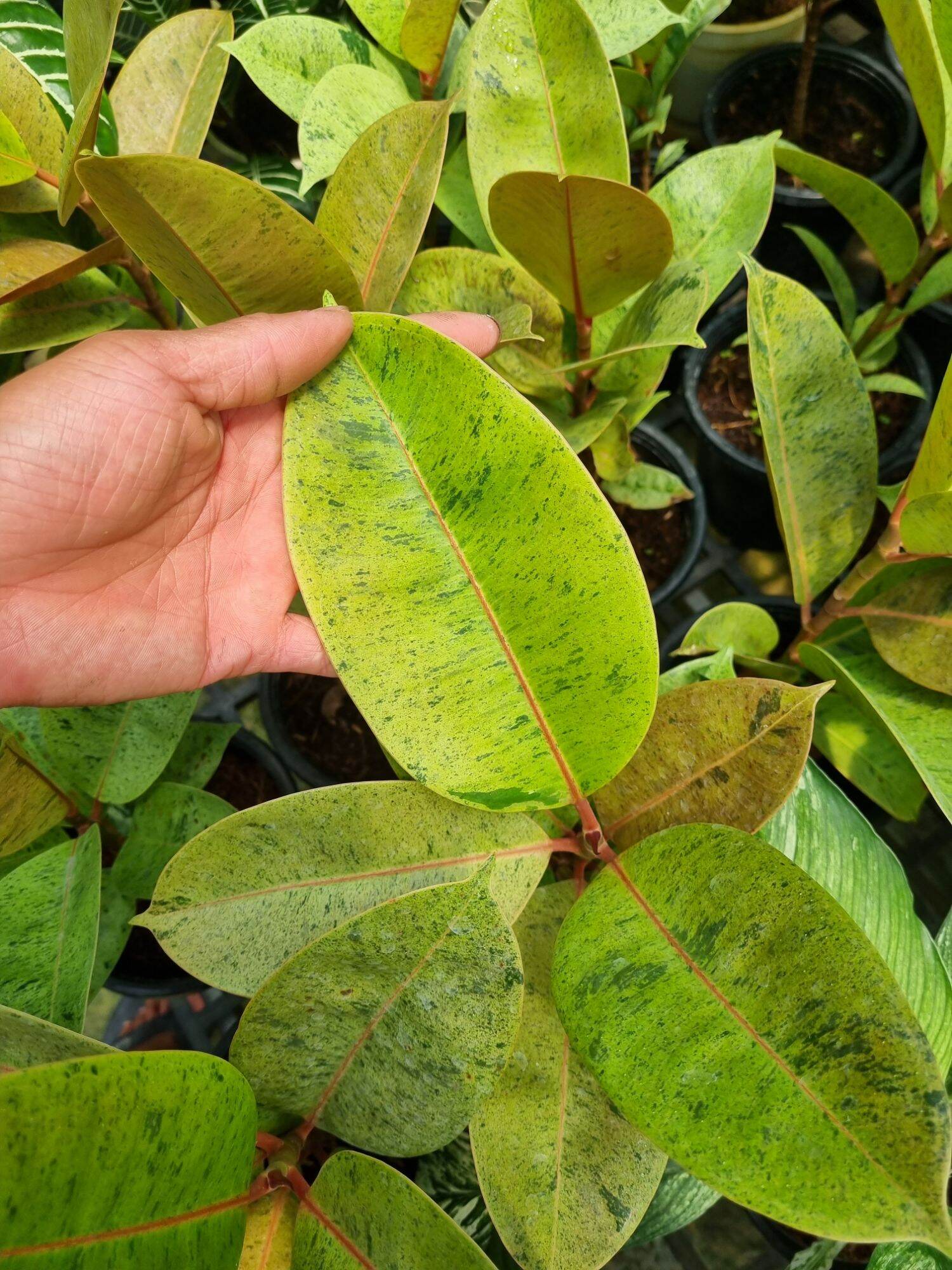 ficus elastica shivereana - Đa shivereana