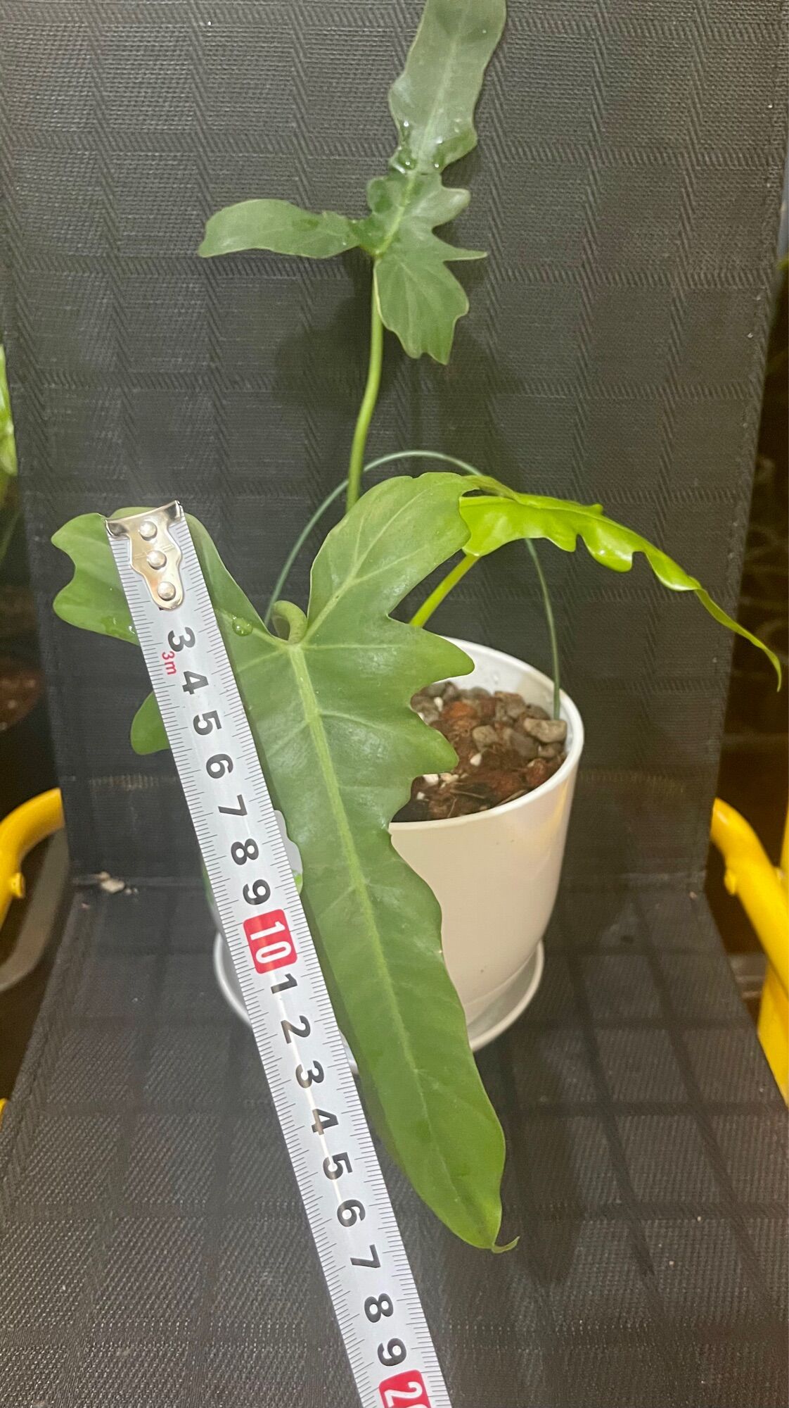 Cây trầu Rồng Philodendron Golden Dragon