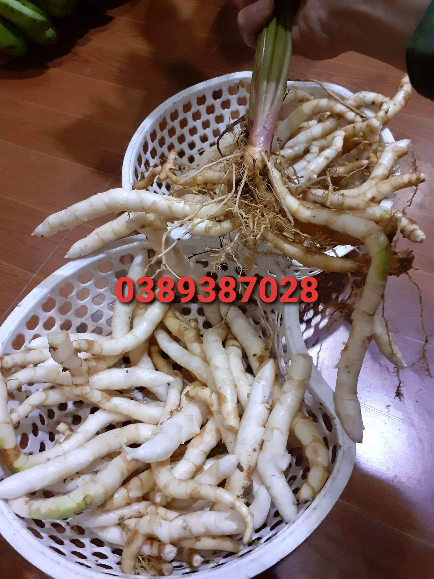 cây ngải trắng giống