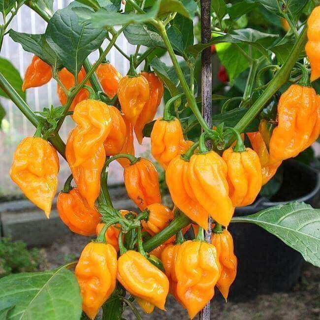 Hạt  Ớt  cam siêu cay Habanero 2 Hạt