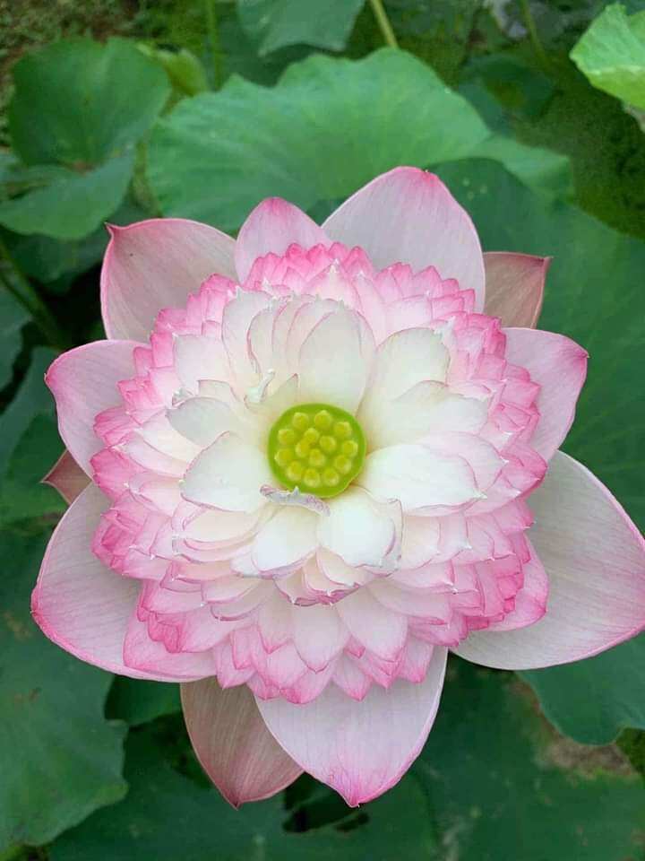 Combo 6 củ sen giống màu ngẫu nhiên