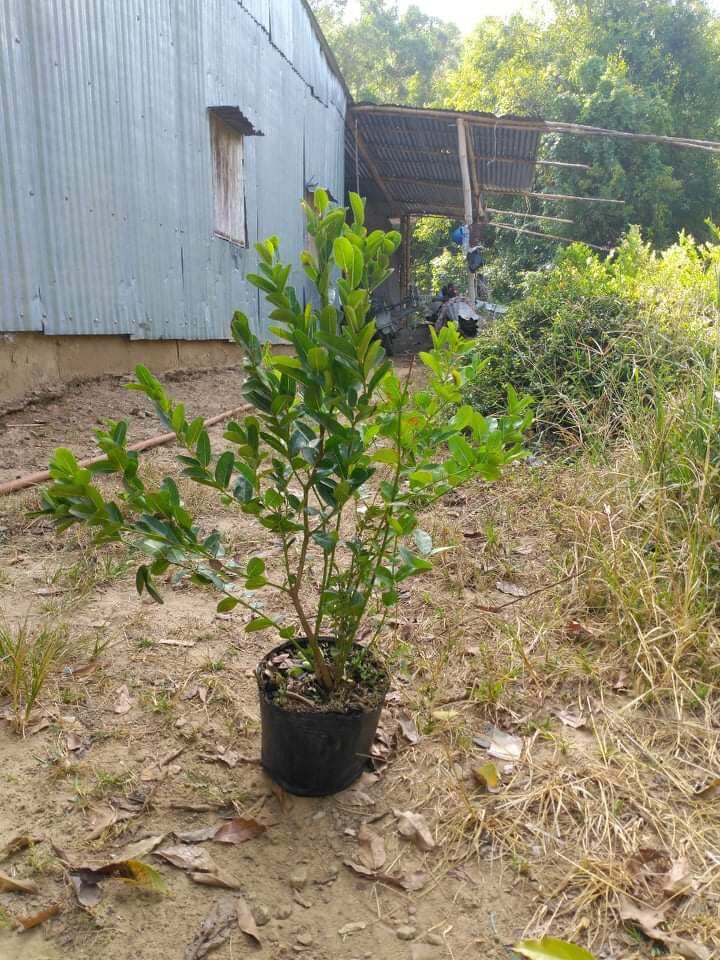 Cây si rô (siro) lớn