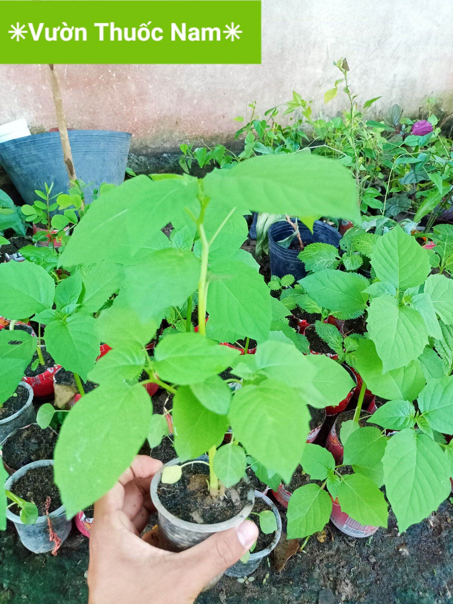 1 cây thù lù cây tầm bóp làm giống