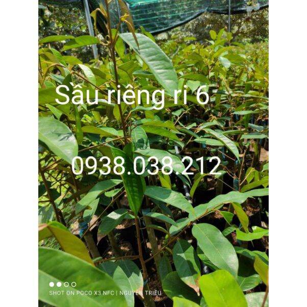 CÂY GIỐNG SẦU RIÊNG RI 6 ( CHUẨN F1)