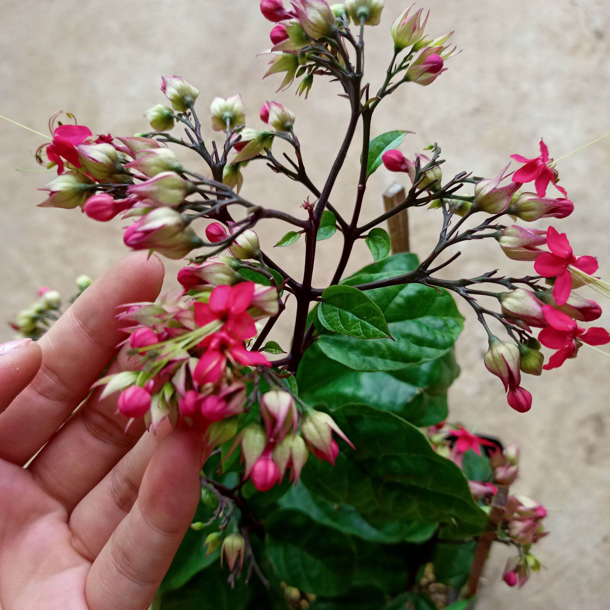 Chậu cây ngọc nữ hoa đỏ