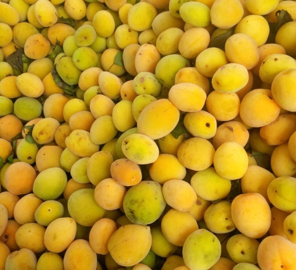 Mơ Ngâm Đường Phèn Hũ 1 kg