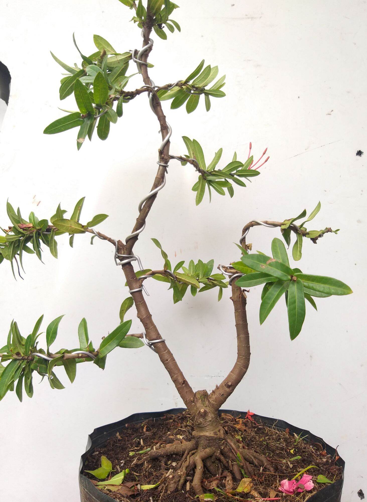 [HCM]Trang đỏ mini bonsai dáng đẹp