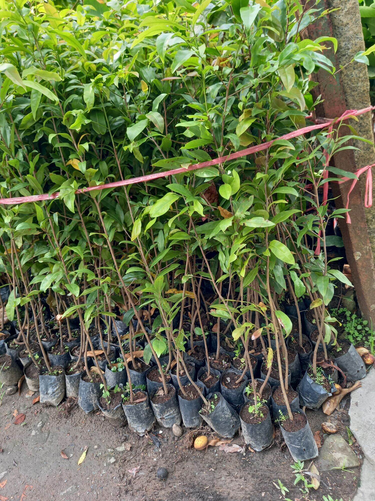 cây giống mai vàng hoa thơm