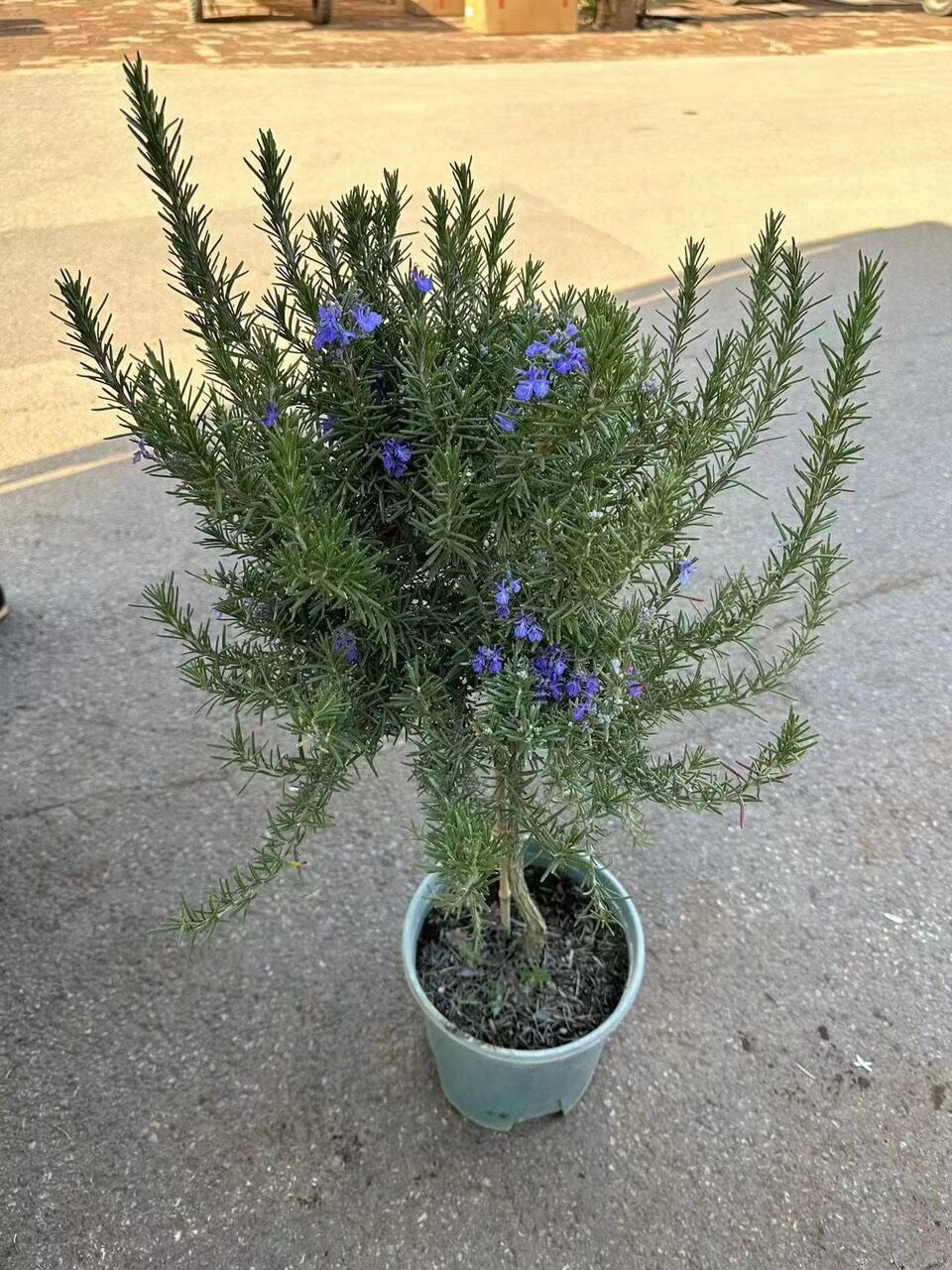 Cây hương thảo tree giá rẻ_ hàng sll